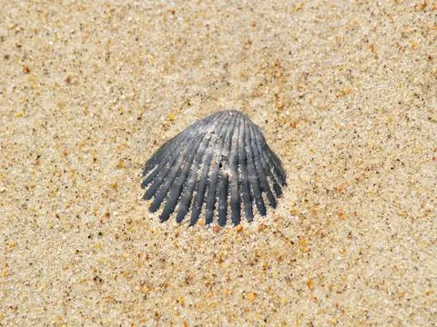 Sandy treasure Fotos Stock