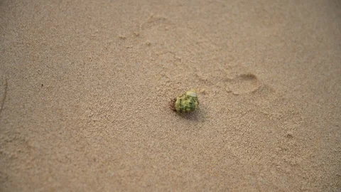 Sandy tropical beach with funny playing hermit crab Stock Footage 87966852