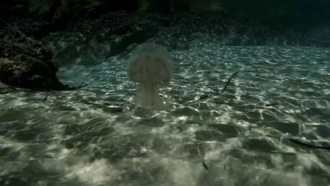 Sandy waves and jellyfish Stock Footage 81813894
