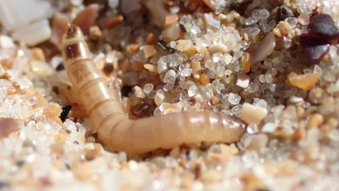 Sandy worm digging sand Stock Footage 155629212