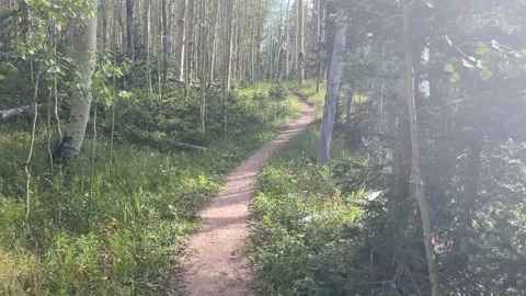 Sangre De Cristo Backpacking: smooth trail through aspens in Colorado Stock Footage 329455179