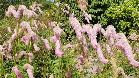 Sanguisorba Hakusanensis Stock Footage 159723233
