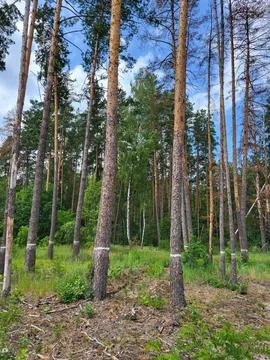 Sanitary logging or tree marking by forestry enterprise Stock-Fotos