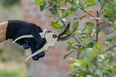 Sanitary pruning of fruit trees in the garden in autumn.Garden Care Concept. Stock Photos