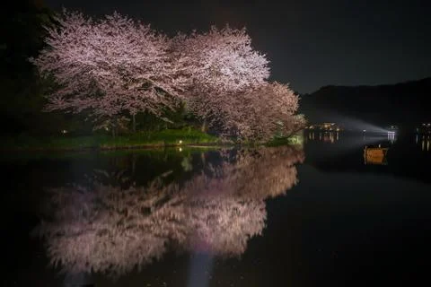 Sankeien Night Sakura Stock Photos