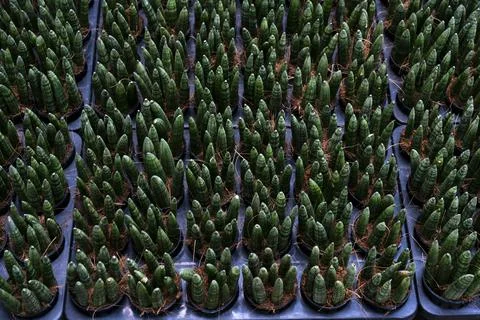 Sansevieria boncellensis Stock Photos