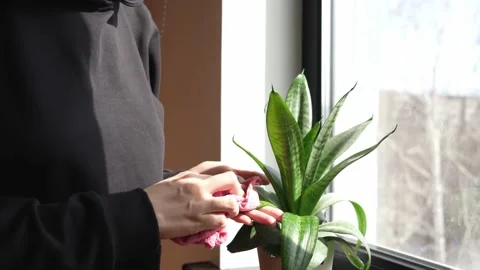 Sansevieria care Stock Footage 173693258