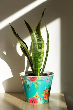 A Sansevieria in a colored pot on a table with sun light and shadows Stock Photos