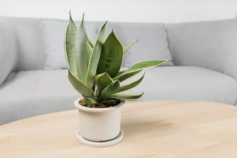 Sansevieria dwarf varieties Stock Photos