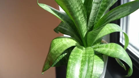 Sansevieria Stock Footage 173406641
