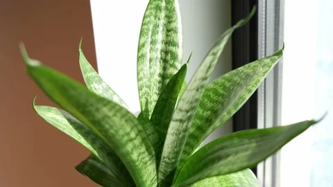 Sansevieria Stock Footage 173692145