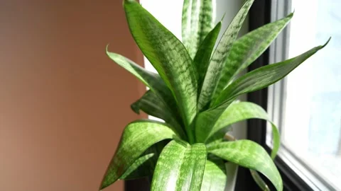 Sansevieria Stock Footage 174590697
