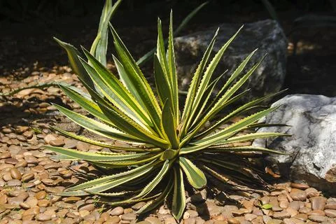 Sansevieria on the ground Stock Photos