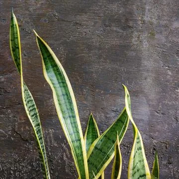 Sansevieria Leaves on Rustic Textured Wall Background. Stock Photos