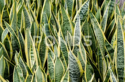 Sansevieria (mother-in-law's tongue) background Stock Photos