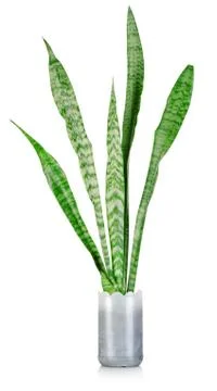Sansevieria Foto stock