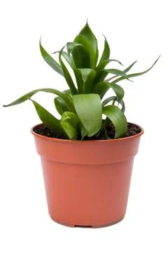 Sansevieria Stock Photos