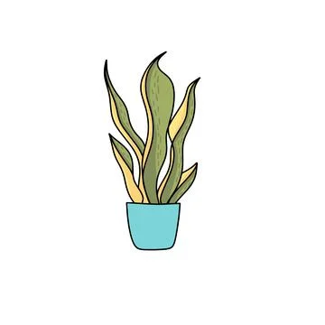Sansevieria in pot Stock Illustration