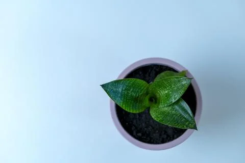 Sansevieria in a pot on a plain background. View from above. Stock Photos