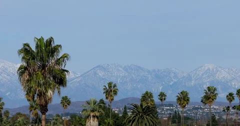 Santa Ana Palms Stock Footage 146492047