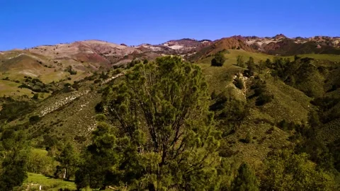 Santa Barbara County Ranch Landscape in California Buzz Tree Stock Footage 170960123