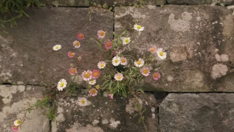 Santa Barbara Daisy Growing Between Stacked Rocks Stock Footage 342204580