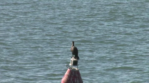 Santa Barbara Harbor 스톡 동영상 295091