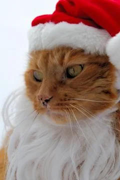 Santa cat Stock-Fotos