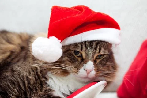 Santa cat Stockfoto's