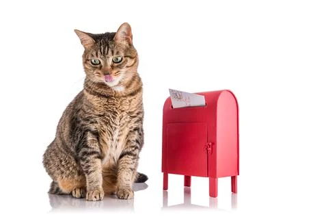 Santa Cat Stock Photos