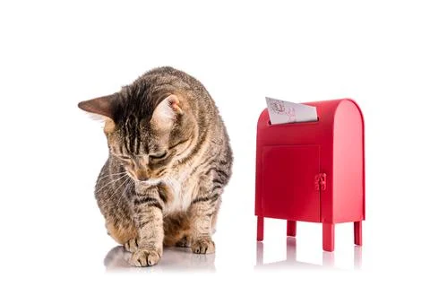 Santa Cat Stock Photos