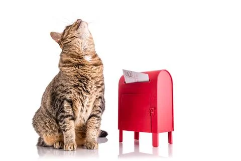 Santa Cat Stock Photos