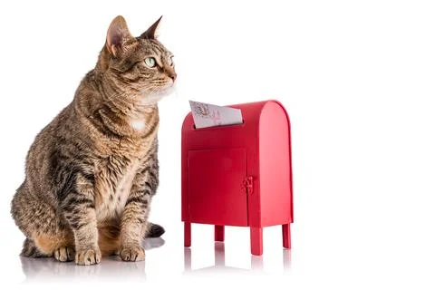 Santa Cat Stock Photos