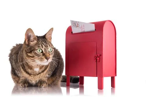 Santa Cat Stock Photos