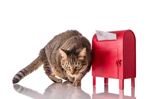Santa Cat Stock Photos