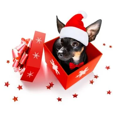 Santa claus dog on christmas holidays Stock Photos