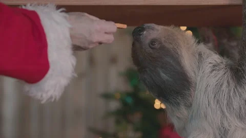 Santa claus feeding a sloth in front of a christmas tree Stock Footage 166918902