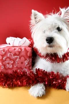 Santa claus 스톡 사진