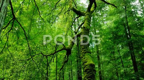 Santa Cruz Rain Forest California USA Stock Photos