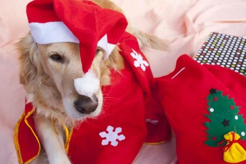 Santa dog Stock Photos