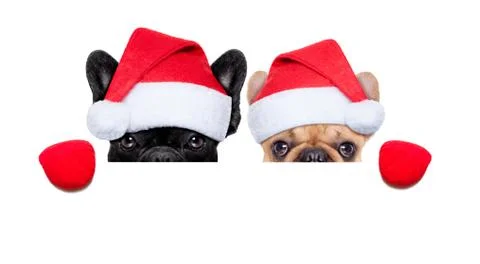 Santa dogs Stock Photos