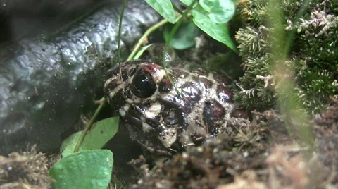 Santa Fe frog Stock-Footage 51461375