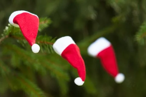 Santa hat on the pine tree Stock Photos