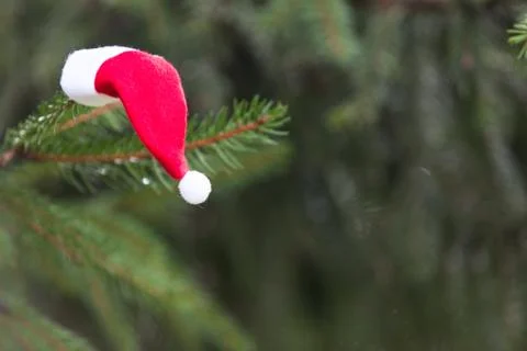 Santa hat on the pine tree Stock Photos