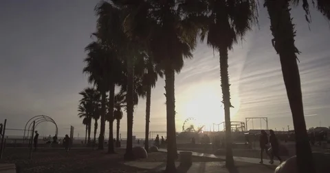Santa Monica - Tracking Alongside Palm Trees On Beach Stock Footage 87383470