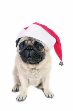 Santa Pug Stock Photos