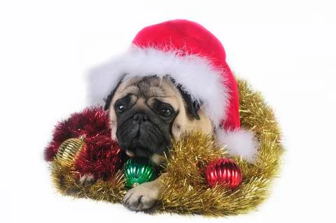 Santa Pug 写真素材