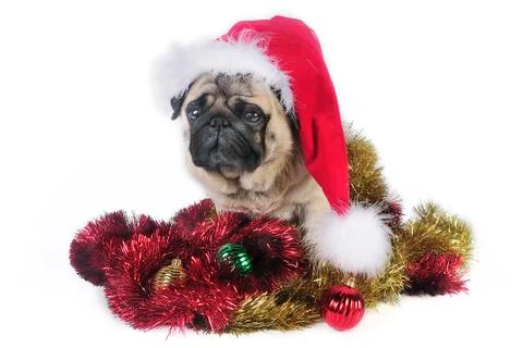 Santa Pug 写真素材