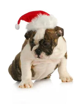 Santa puppy Stock Photos