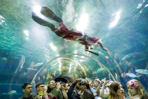Santa swims with fish in AquaRio aquarium, Rio De Janeiro, Brazil - 21 Dec 2022 Stock Photos